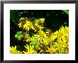 Cinnabar Moth, Larva On Ragwort, Uk by Waina Cheng Limited Edition Print