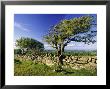 Windswept Tree And Dry Stone Wall, Dartmoor, Uk by David Clapp Limited Edition Print