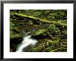 Creek Waterfall On Cucumber Gap Trail, Tn by Willard Clay Limited Edition Print