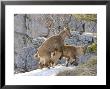 Ibex, Young Ibex Mating, Switzerland by David Courtenay Limited Edition Print