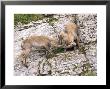 Ibex, Young Males Fighting Over A Female, Switzerland by David Courtenay Limited Edition Print