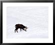 Chamois, Digging For Food In Snowy Field, Switzerland by David Courtenay Limited Edition Print