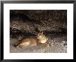 Mountain Lion, Adult And Young Cub In Den, Rocky Mountains by Daniel Cox Limited Edition Print