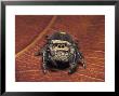 Jumping Spider by David M. Dennis Limited Edition Pricing Art Print