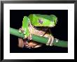 Leaf Frog by David M. Dennis Limited Edition Print