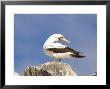 Masked Booby, Espanola Island, Ecuador by David M. Dennis Limited Edition Pricing Art Print