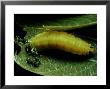 Eurybia Patrona, Costa Rica by Philip J. Devries Limited Edition Print