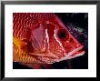 Longjaw Squirrelfish Or Sabre Squirrelfish, Hawaii by David B. Fleetham Limited Edition Pricing Art Print