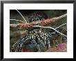 Painted Spiny Lobster, Indonesia by David B. Fleetham Limited Edition Print