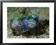 Bobtail Squid, Eupymna Species by Max Gibbs Limited Edition Print