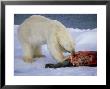 Polar Bear, Feeding, Arctic by Patricio Robles Gil Limited Edition Pricing Art Print