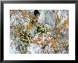 Tufted Saxifrage, Flowers, Arctic by Patricio Robles Gil Limited Edition Print