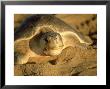 Pacific Ridley Sea Turtle, Front, Mexico by Patricio Robles Gil Limited Edition Print