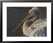 Pelecanus Philippensis, Rare South-East European Species, Bathing And Preening by Bob Gibbons Limited Edition Print