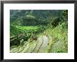Terraced Rice Paddies With Crops, Indonesia by Karen Gowlett-Holmes Limited Edition Print