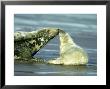 Grey Seal, Halichoerus Grypus Adult by Mark Hamblin Limited Edition Print