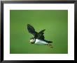 Atlantic Puffin, Fratercula Arctica Adult In Flight Scotland, Uk by Mark Hamblin Limited Edition Print