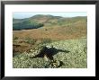 Adder, Male On Rock, Uk by Mark Hamblin Limited Edition Print