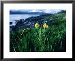 Yellow Flag Iris On Loch Fynne by Mark Hamblin Limited Edition Pricing Art Print