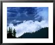 Hurricane Ridge, Pines & Ridges, Washington, Usa by Mark Hamblin Limited Edition Print