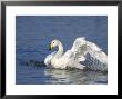 Whooper Swan, Adult Bathing, Uk by Mark Hamblin Limited Edition Pricing Art Print