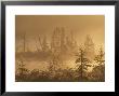Sunrise Over Tamarac Bog With Ponds And Pines In Fog, Alger County, Usa by Mark Hamblin Limited Edition Pricing Art Print