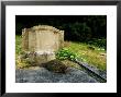 Hedgehogerinaceus Europaeuson Tombstone In Churchyardsouth Yorks by Mark Hamblin Limited Edition Pricing Art Print