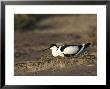 Avocet, Adult Incubating Eggs, Greece by Mark Hamblin Limited Edition Print