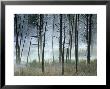 Dead Pines And Reeds In Mist, Firehole Lake Drive, Wyoming, Usa by Mark Hamblin Limited Edition Print