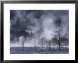 Dead Pines & Geysers, Yellowstone National Park, Usa by Mark Hamblin Limited Edition Print