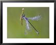 Blue-Tailed Damselfly, Male On Grass Stem, Scotland by Mark Hamblin Limited Edition Print