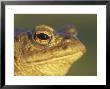 Common Toad, Portrait Of Adult, Scotland by Mark Hamblin Limited Edition Print