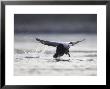 Eider, Male Taking Off, Scotland by Mark Hamblin Limited Edition Print