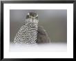 Goshawk, Portrait Of Adult, Scotland by Mark Hamblin Limited Edition Print