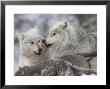 Wolf, Two Adults Feeding On Deer Carcass, Scotland by Mark Hamblin Limited Edition Print