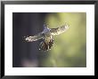 Cuckoo, Adult Male In Flight In Evening Light, Scotland by Mark Hamblin Limited Edition Print