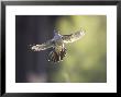 Cuckoo, Adult Male In Flight In Evening Light, Scotland by Mark Hamblin Limited Edition Pricing Art Print