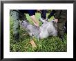 Elk, Huntsmen Preparing To Remove Guts Of Freshly Killed Elk, Norway by Mark Hamblin Limited Edition Print