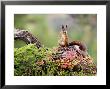Red Squirrel, Adult On Fallen Log With Hazelnut In Mouth, Norway by Mark Hamblin Limited Edition Print