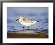 Sanderling, Adult In Winter Plumage Running Along Tide Line On Beach, Uk by Mark Hamblin Limited Edition Print
