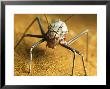 Corn Cricket, Cleaning Its Antennae, Northern Tuli Game Reserve, Botswana by Roger De La Harpe Limited Edition Print