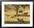Cheetahs Feeding On An Impala, A Blackbacked Jackal, Watches, Northern Tuli Game Reserve, Botswana by Roger De La Harpe Limited Edition Print