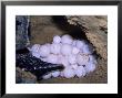 Leatherback Turtle, Laying Eggs On Beach, Maputaland, South Africa by Roger De La Harpe Limited Edition Print