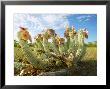 Gordons Hoodia, With Flowers, Nitani Game Reserve, Botswana by Roger De La Harpe Limited Edition Print