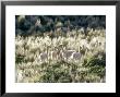 Vicuna, 3 Week Old Babies Group Together, Peruvian Andes by Mark Jones Limited Edition Print