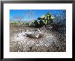 Blue Footed Booby, Incubating, Seymour Island, Galapagos by Mark Jones Limited Edition Print