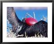 Great Frigate Bird, Male In Courtship Display, Genovesa Island, Galapagos by Mark Jones Limited Edition Print