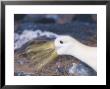 Waved Albatross, Bill Clapping During Courtship, Espanola Island, Galapagos by Mark Jones Limited Edition Print