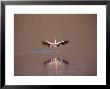 Jamess Flamingo, Landing In Saline Lake, Laguna Colorada, Bolivia by Mark Jones Limited Edition Print