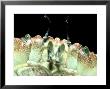 Edible Crab, Face, Uk by Paul Kay Limited Edition Print